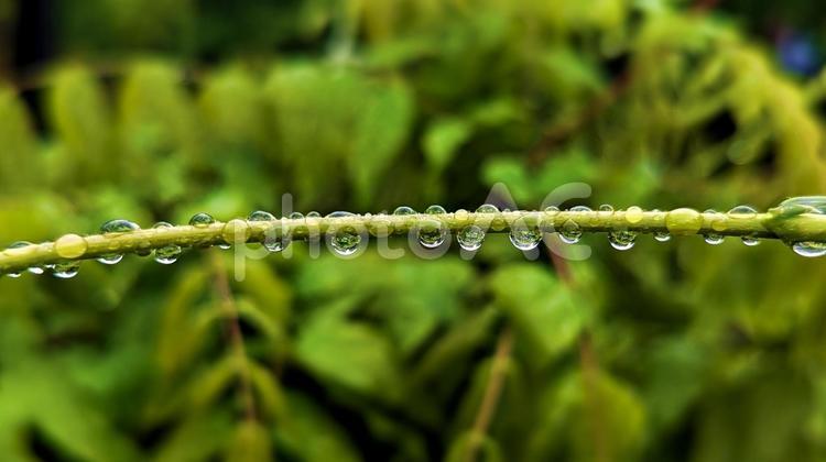 雨の日のしずく 雨,花,雨粒の写真素材