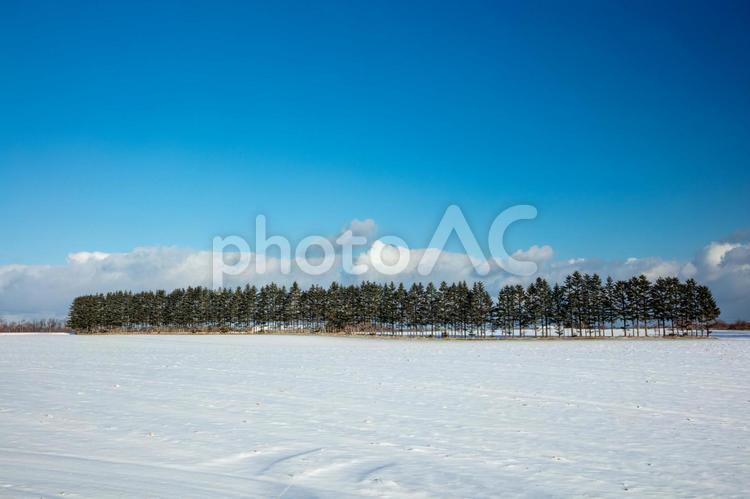 青空と雪原に整列する並木 丘,並木,冬の写真素材