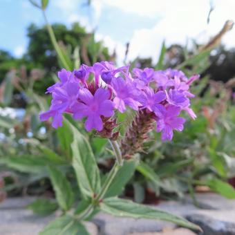バーベナ バーベナ,花,花びらの写真素材