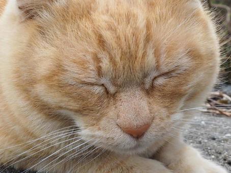 猫 猫の写真