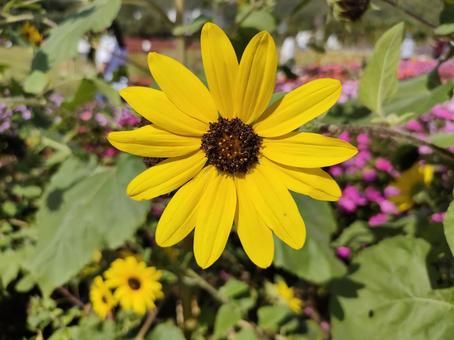 ヒマワリ 花,花畑,ヒマワリの写真素材