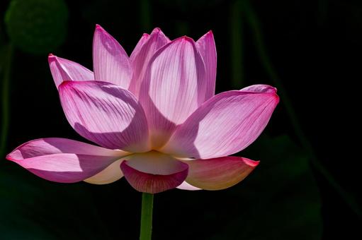 Photo, lotus, a lotus, summer, 