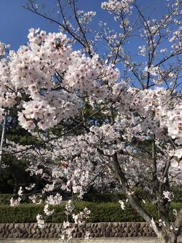 桜 桜の写真