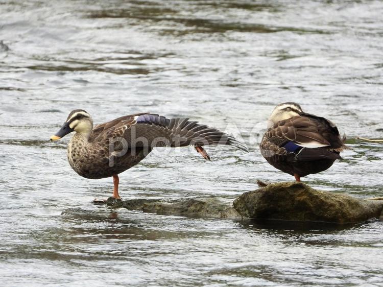 ポーズをとるカモと目をつぶるカモ 鳥,野鳥,カモの写真素材