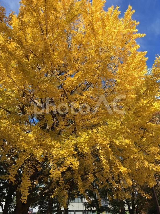 イチョウの木 秋,葉,何人もありませんの写真素材