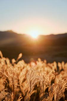 阿蘇のススキ 秋,ススキ,山の写真素材