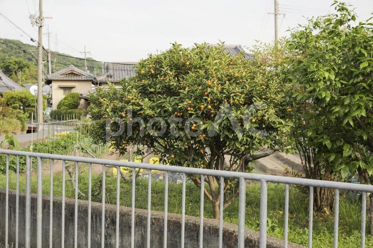 家庭菜園　みかんの木 季節,春,みかんの写真素材