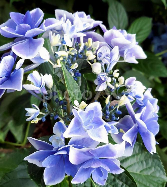 白と青のあじさい アジサイ,あじさい,花の写真素材