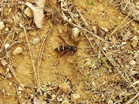 巣作り用の土を採るドロバチの仲間 巣作り用の土を採るドロバチの仲間の写真