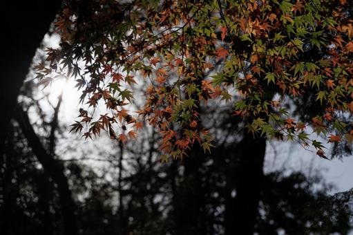 Dark Autumn Leaves, JPG