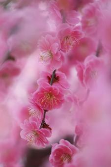 ウメの花 ウメの花の写真