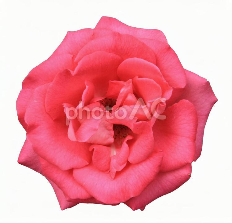 切り抜き写真素材　エレガントなバラの花 20-84 【PSDは背景透過】 バラ,薔薇,バラの花の写真素材