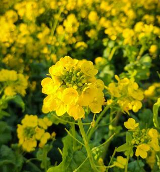 菜の花畑 菜の花畑,菜の花,植物の写真素材