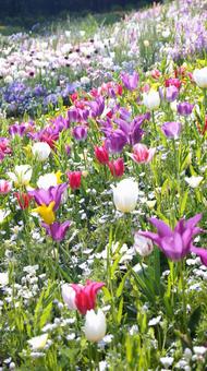 Spring Garden - 1777, JPG Spring Garden - 1777, JPG