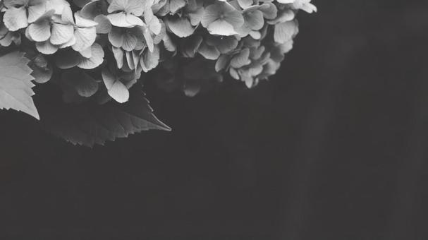 紫陽花 [白黒/淡]版 縦横16:9 白黒,モノクロ,グレースケールの写真素材