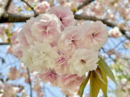 桜 桜の写真