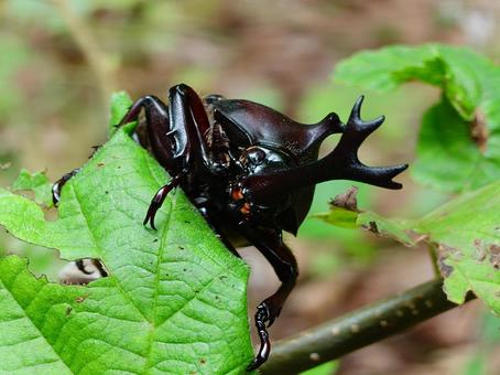 野生のカブトムシ 野生のカブトムシ カブトムシ,昆虫,生物の写真素材