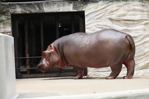 カバのいる動物園 カバのいる動物園の写真
