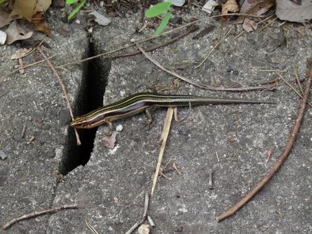 ニホントカゲ ニホントカゲの写真