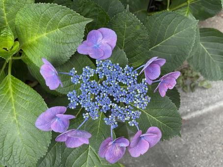 6月の紫のアジサイの蕾と花 2025 6月の紫のアジサイの蕾と花 2025の写真