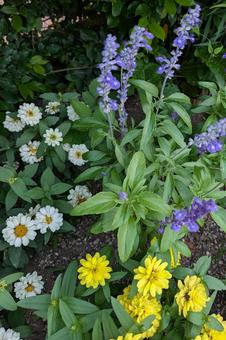 Summer flower bed (vertical image), JPG