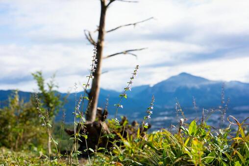 山と空、野に咲く花 自然,風景,山の写真素材