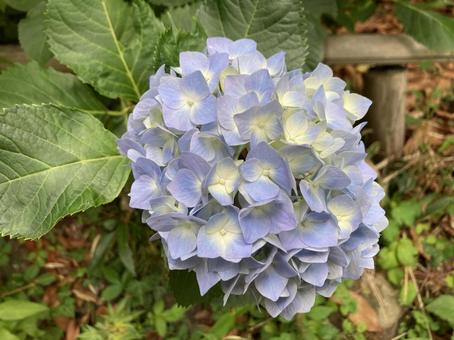 Hydrangea (blue) 5, JPG