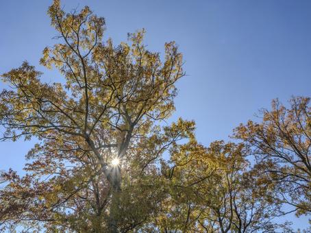 木漏れ日に揺れる秋の梢の写真