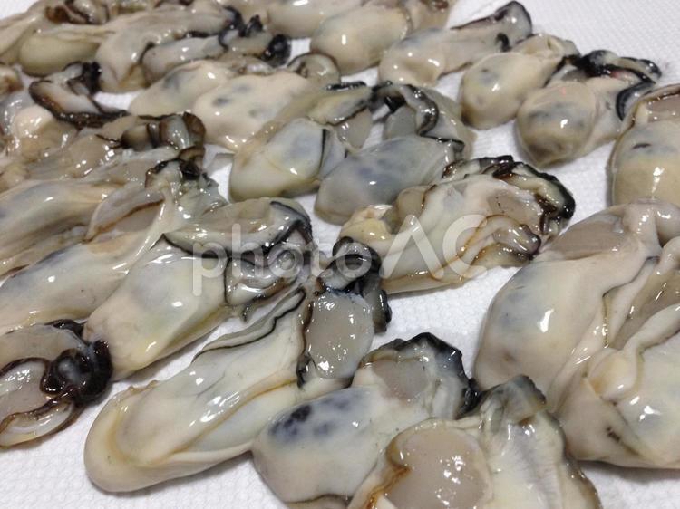 洗って水けをとっている生牡蠣（下処理 牡蠣,生牡蠣,貝の写真素材