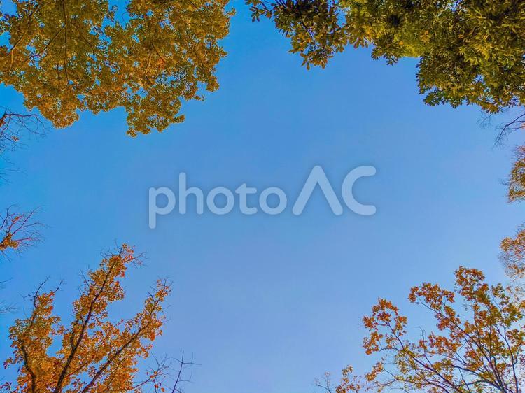 見上げた冬の青空 青空,空,紅葉の写真素材
