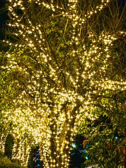 街路樹のイルミネーション イルミネーション,光,夜の写真素材