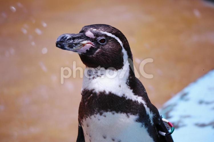 動物園の可愛いペンギン ペンギン,動物園,動物の写真素材