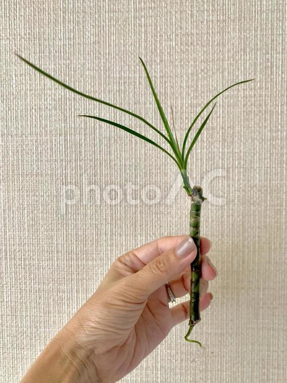 ドラセナコンシンネ　挿し木 ドラセナ,ドラセナコンシンネ,観葉植物の写真素材