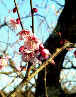 太い幹と可憐な梅の花 太い幹と可憐な梅の花の写真