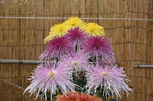 花火の様な菊の花を見つけました 菊,キク科展,季節の写真素材