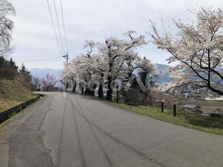 満開の桜の花　 満開,桜,花の写真素材