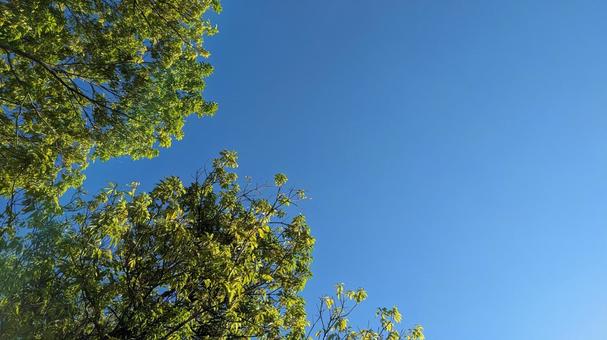 空と木 空と木の写真