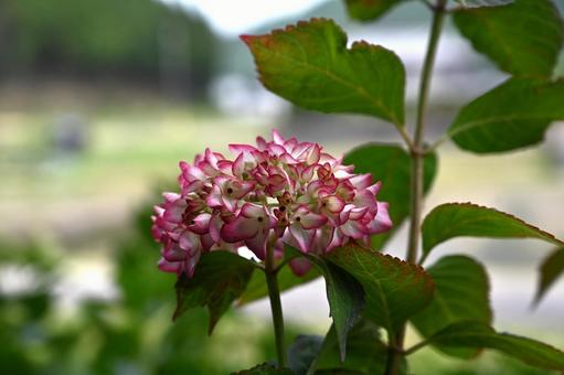 お勧めする未来と言う紫陽花の花 お勧めする未来と言う紫陽花の花の写真