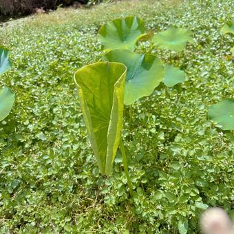 Photo, a lotus, lotus seed, leaf, 