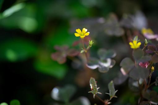 アカカタバミ アカカタバミの写真