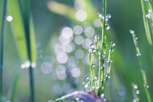 朝露に濡れる草の葉 朝露に濡れる草の葉 植物,自然,水滴の写真素材