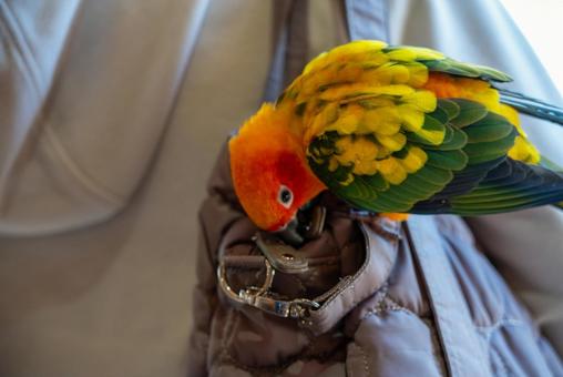 鮮やかインコ、バッグに興味津々 鳥,インコ,コガネメキシコインコの写真素材