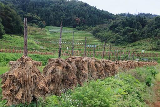 棚田の稲杭雨上がり(山形県山辺町大蕨) 棚田の稲杭雨上がり(山形県山辺町大蕨) 棚田,稲杭,水田の写真素材