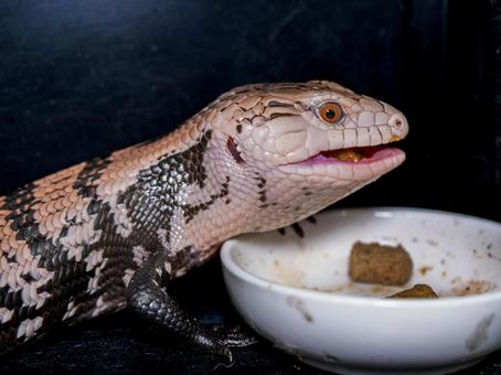 餌を食べるアオジタトカゲ 餌を食べるアオジタトカゲの写真