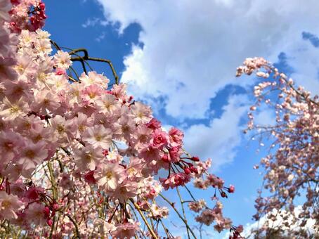 満開の枝垂桜 桜,枝垂桜,ピンクの写真素材