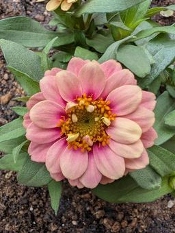 ジニアの花 9 ジニアの花 9 ジニア,ピンク,八重咲の写真素材