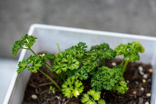 鉢に植ったパセリ 鉢に植ったパセリの写真