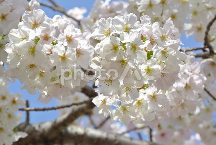 桜（さくら） 桜,さくら,サクラの写真素材