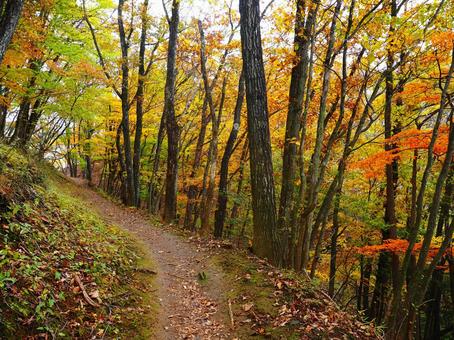 紅葉の登山道（荒船山） 紅葉,秋,10月の写真素材