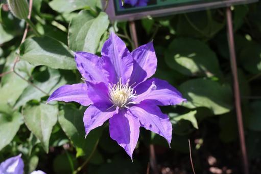 紫色の花びらのクレマチスの花のアップ 紫色の花びらのクレマチスの花のアップの写真